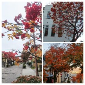 【10月】街並みが紅葉に包まれる函館の秋　