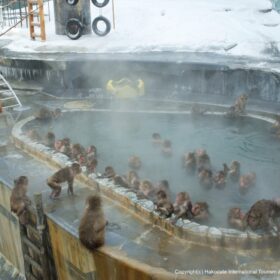 【12月】温泉に入るお猿さんが名物！函館市熱帯植物園の魅力