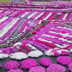 【5月】色鮮やかな花の絨毯「札苅村上芝桜園」