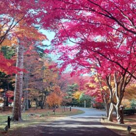 【10月】 北海道唯一の国指定文化財庭園「香雪園」で楽しむ幻想的な秋景色